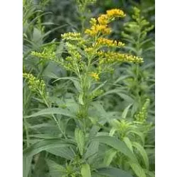 Herbatrend szálas zacskós aranyvesszőfű 40 g - bio és refomélelmiszer