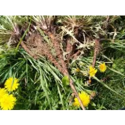 Herbatrend szálas zacskós gyermekláncfűgyökér 40 g - bio és refomélelmiszer