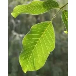 Herbatrend szálas zacskós diófalevél 40 g - bio és refomélelmiszer