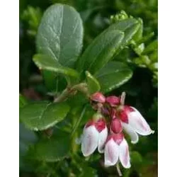 Herbatrend szálas zacskós áfonyalevél 30 g - bio és refomélelmiszer