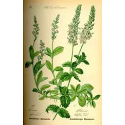 Herbatrend szálas zacskós veronikafű 30g - bio és refomélelmiszer